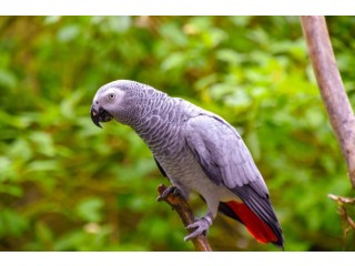 Parrots for Sale in UAE | Trusted Parrot Breeder with Safe Delivery