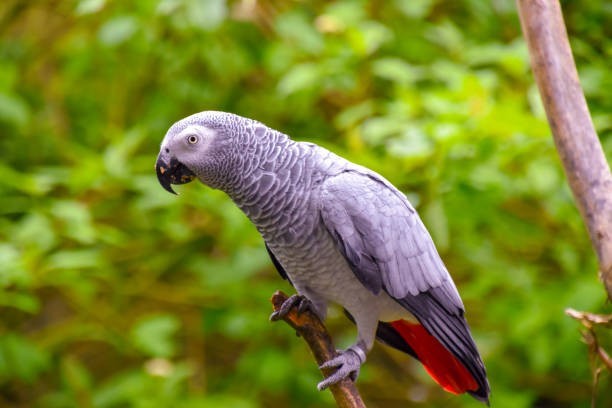 parrots-for-sale-in-uae-trusted-parrot-breeder-with-safe-delivery-big-0