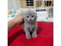 cute-15-month-old-scottish-fold-kitten-purebred-adorable-playful-small-1