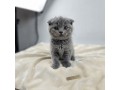cute-15-month-old-scottish-fold-kitten-purebred-adorable-playful-small-0