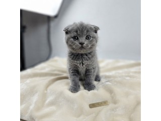 Cute 1.5-Month-Old Scottish Fold Kitten  Purebred, Adorable & Playful