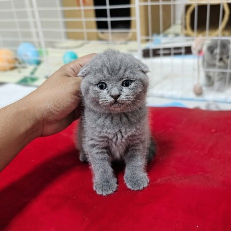 cute-15-month-old-scottish-fold-kitten-purebred-adorable-playful-big-1