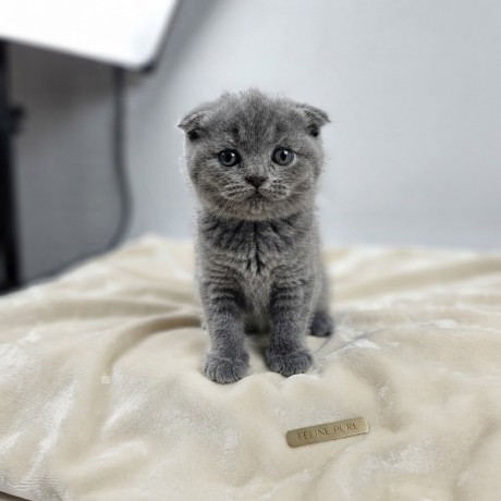 cute-15-month-old-scottish-fold-kitten-purebred-adorable-playful-big-0