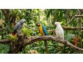 parrots-available-different-species-ages-small-1