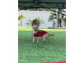 chihuahua-dog-for-sale-small-2