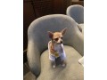 chihuahua-dog-for-sale-small-4