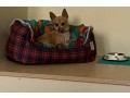 chihuahua-dog-for-sale-small-1