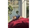 chihuahua-dog-for-sale-small-3