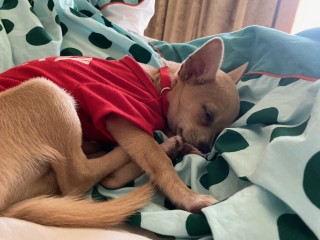 Chihuahua dog for sale