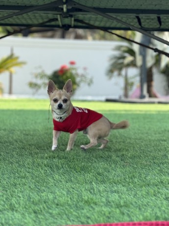 chihuahua-dog-for-sale-big-2