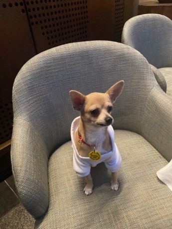 chihuahua-dog-for-sale-big-4
