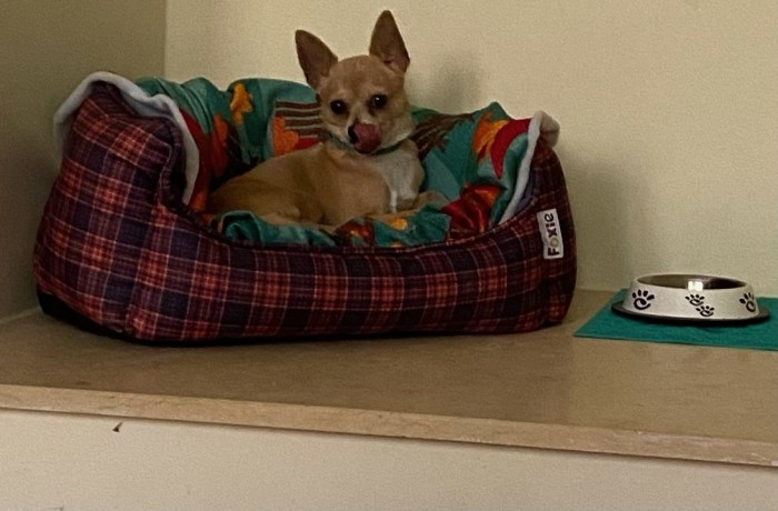 chihuahua-dog-for-sale-big-1