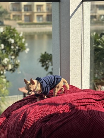 chihuahua-dog-for-sale-big-3