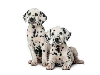 Male and Female Dalmatian Puppies