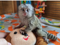 finger-marmoset-monkeys-for-sale-small-0
