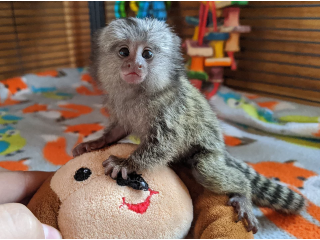 Finger Marmoset Monkeys for sale