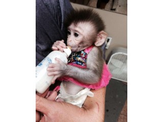 Cute Capuchin Monkeys for Sale