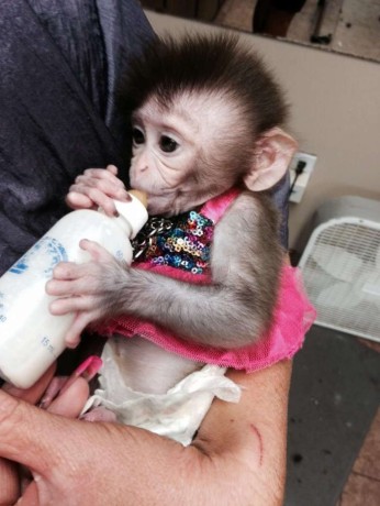 cute-capuchin-monkeys-for-sale-big-0