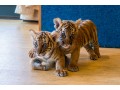 a-cute-cub-for-sale-small-0