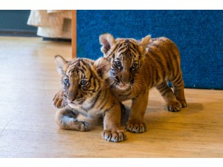 A Cute Cub for Sale
