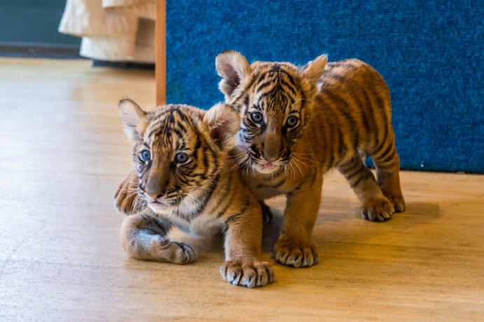 a-cute-cub-for-sale-big-0