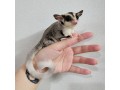 cute-sugar-gliders-for-sale-small-0