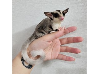 Cute Sugar Gliders for Sale