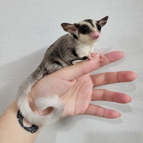 cute-sugar-gliders-for-sale-big-0