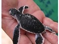 hawksbill-turtle-the-oceans-beautiful-reef-guardian-small-0