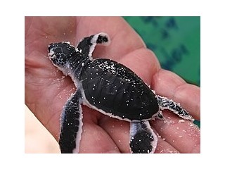 Hawksbill Turtle-The Oceans Beautiful Reef Guardian