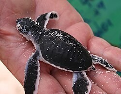 hawksbill-turtle-the-oceans-beautiful-reef-guardian-big-0