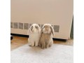 holland-lop-rabbit-the-adorable-little-companion-small-0