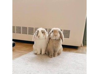 Holland Lop Rabbit-The Adorable Little Companion