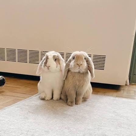holland-lop-rabbit-the-adorable-little-companion-big-0