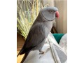 indian-ring-neck-parrots-for-sale-small-0