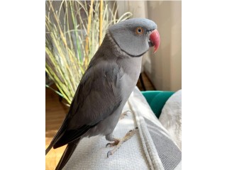 Indian Ring Neck Parrots For Sale
