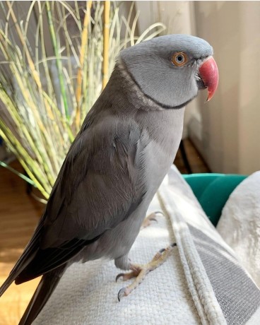 indian-ring-neck-parrots-for-sale-big-0