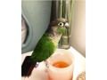 green-cheeked-parakeet-parrots-for-sale-small-0