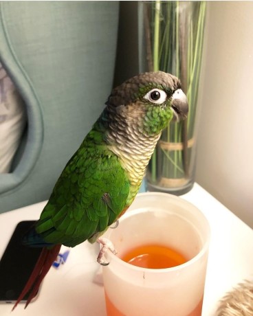 green-cheeked-parakeet-parrots-for-sale-big-0