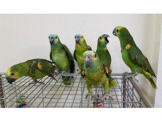 Gorgeous Amazon Parrots for sale
