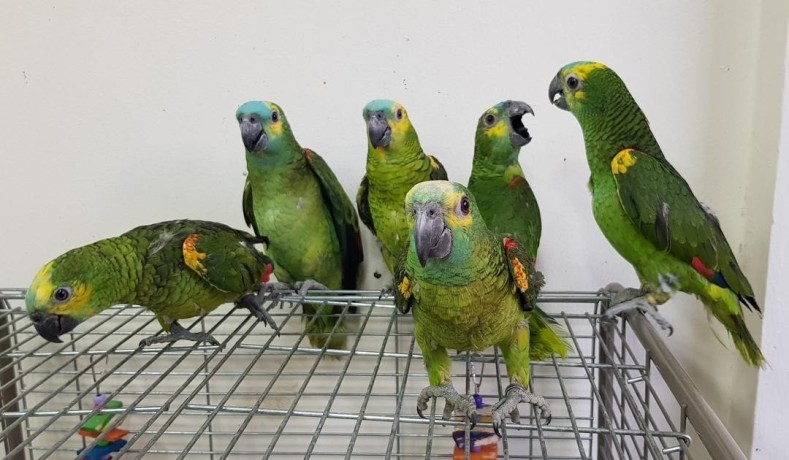 gorgeous-amazon-parrots-for-sale-big-0