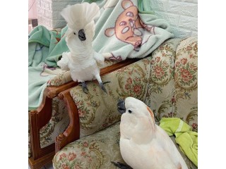 Cockatoo Parrots For Sale