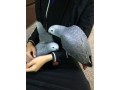 precious-african-grey-parrots-for-sale-small-0