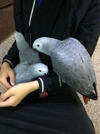 precious-african-grey-parrots-for-sale-big-0