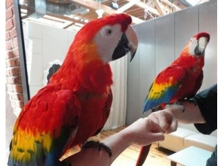 Healthy Blue and Gold Macaw Parrots for sale