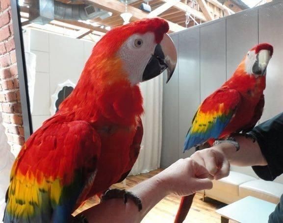 healthy-blue-and-gold-macaw-parrots-for-sale-big-0
