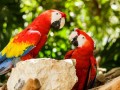 adorable-scarlet-macaw-parrots-for-sale-small-0