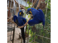 lovely-and-healthy-hyacinth-macaw-parrots-for-sale-small-0