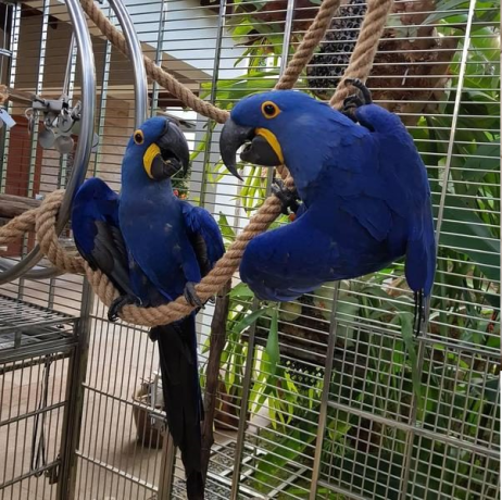 lovely-and-healthy-hyacinth-macaw-parrots-for-sale-big-0