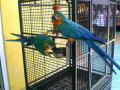 healthy-blue-and-gold-macaw-parrots-for-sale-small-0